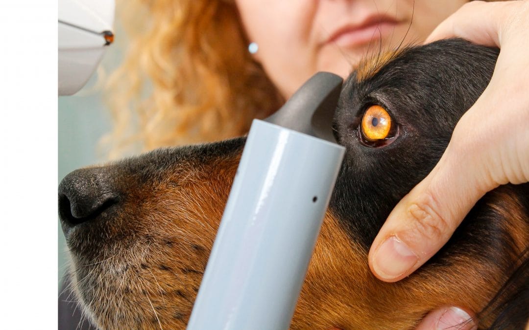 Úlceras corneales en perros: diagnóstico y tratamiento especializado