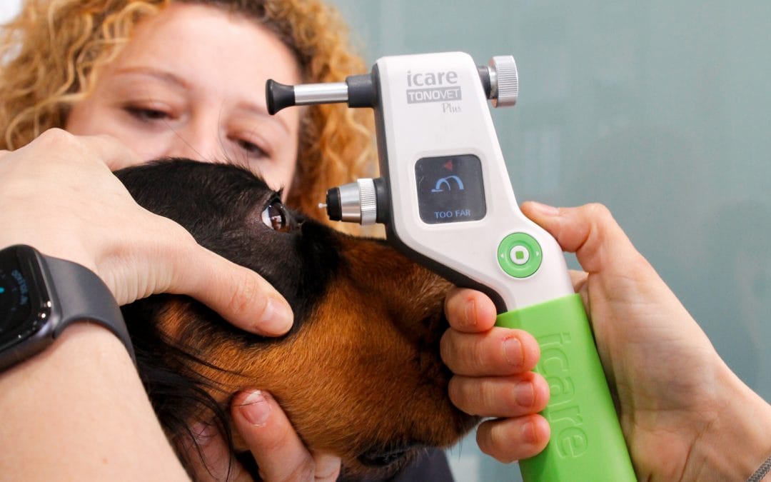 Cataratas en perros: síntomas, tratamiento y cuándo operar