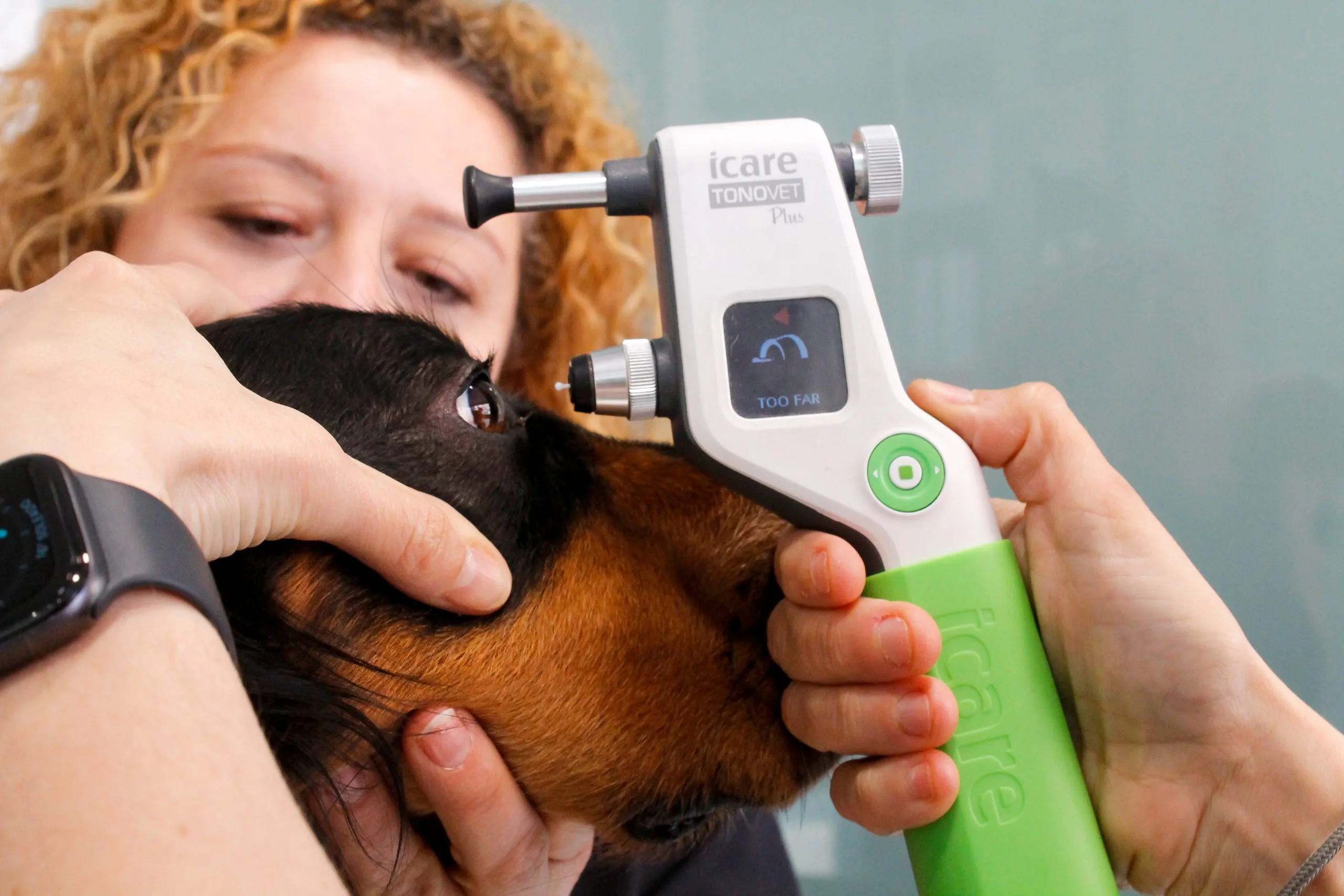 Oftalmología canina
