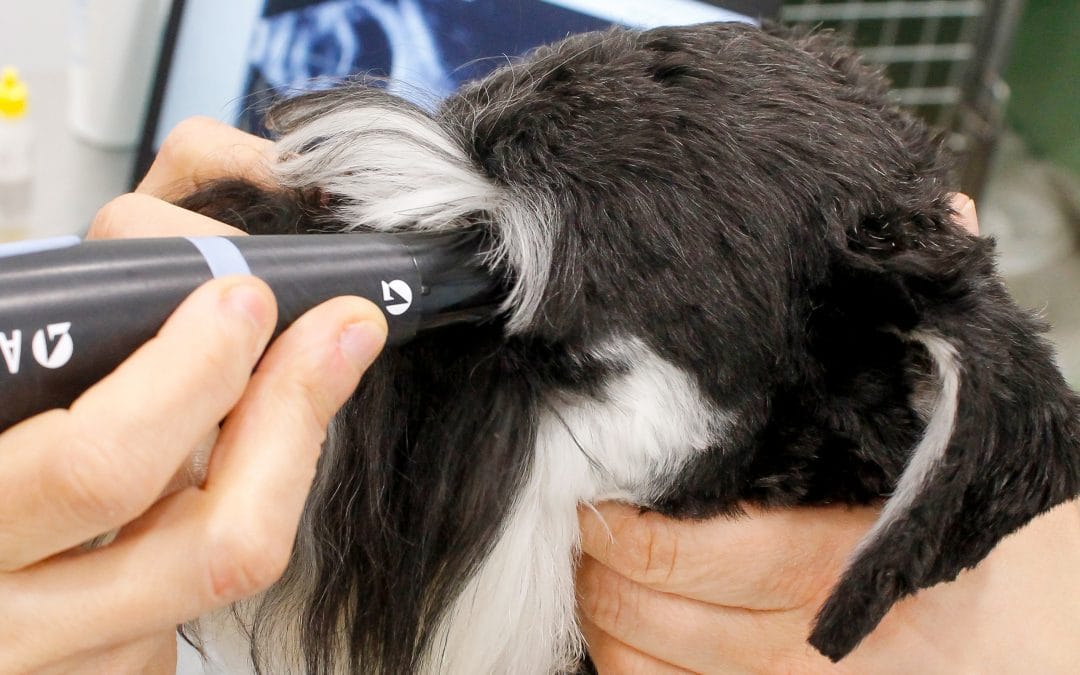 Ojo seco en perros: síntomas, diagnóstico y tratamiento avanzado