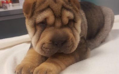 Cirugía palpebral en perros: entropión, ectropión y tumores