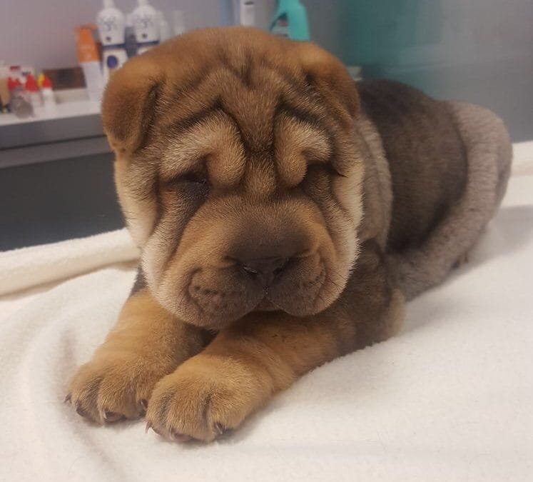 Cirugía palpebral en perros: entropión, ectropión y tumores