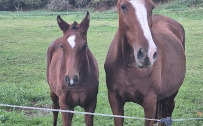 Oftalmología equina: las enfermedades oculares más frecuentes en caballos