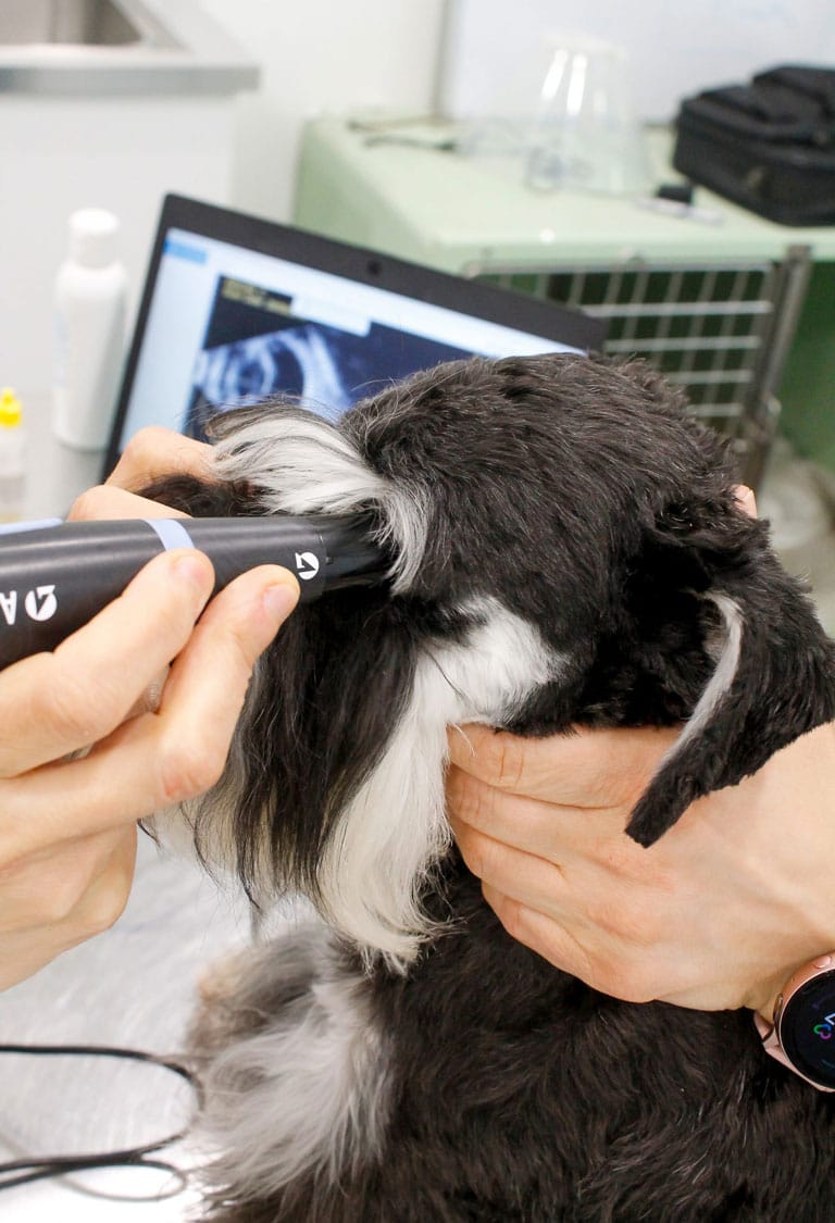 oftalmologia veterinaria